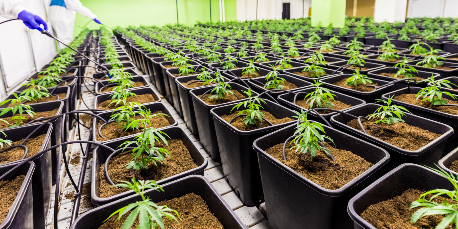 Why Cannabis Growers Need Dehumidifiers: How To Find The Right One