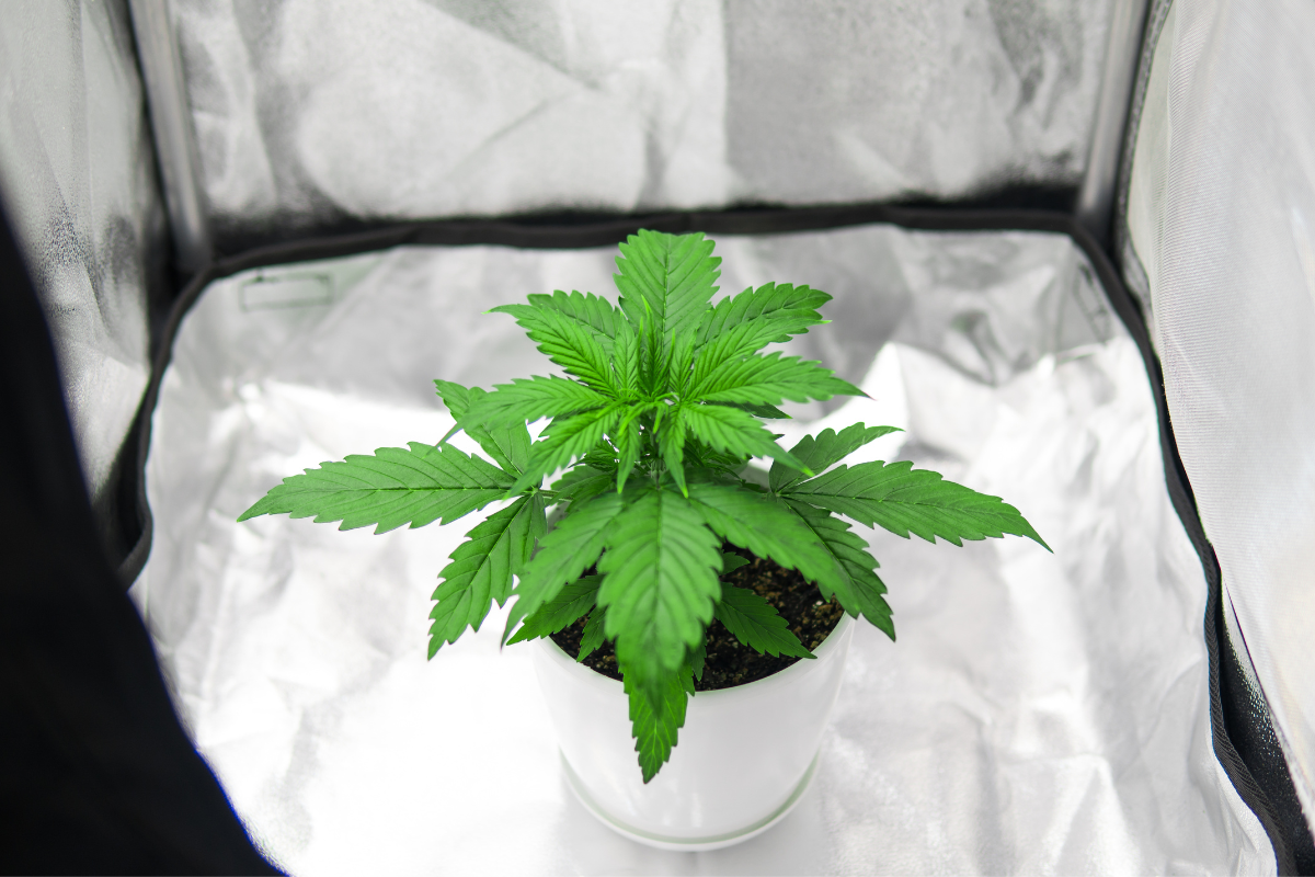 How To Lower Humidity In Cannabis Grow Tents